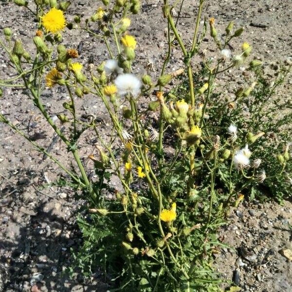 Sonchus asper Cvet