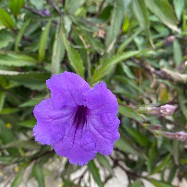 Ruellia simplex Bloem