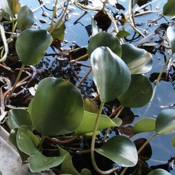 Pontederia crassipes Лист