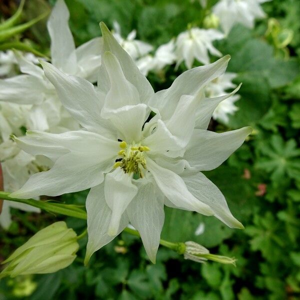 Aquilegia vulgaris Žiedas