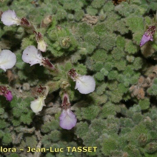 Teucrium rotundifolium Staniste