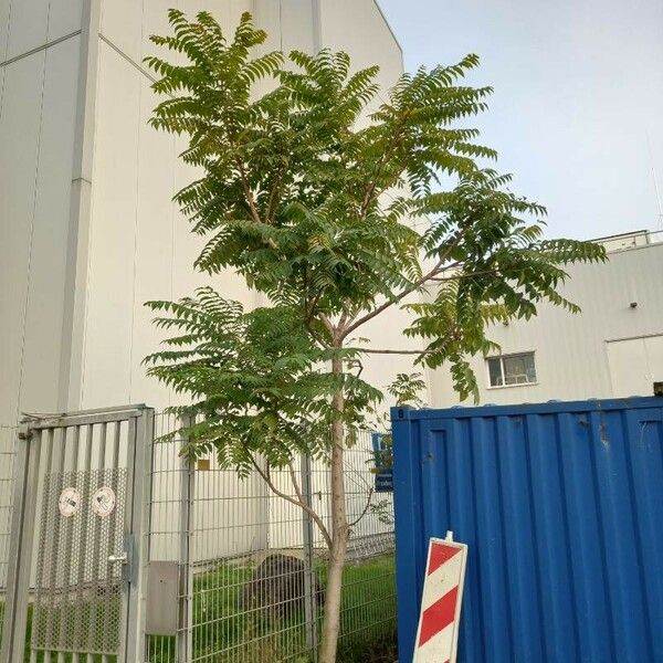 Ailanthus altissima Habit