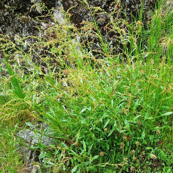 Rumex acetosella Pokrój