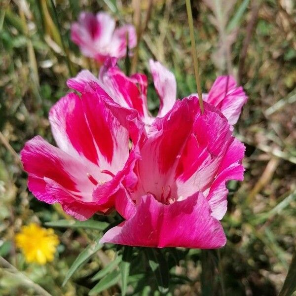 Clarkia amoena Flower