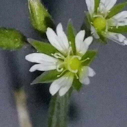 Cerastium semidecandrum Blomst