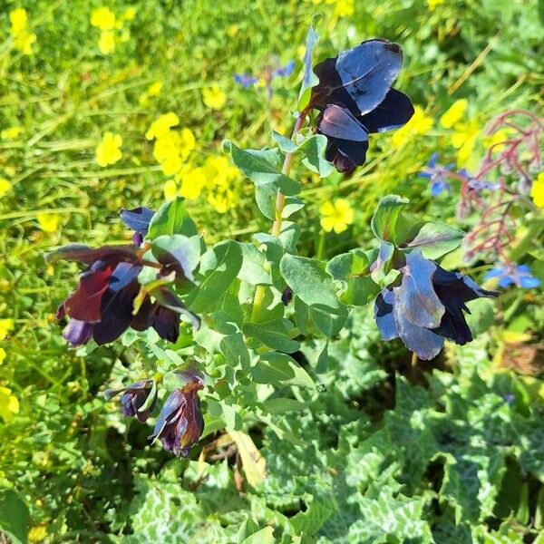 Cerinthe major Flower