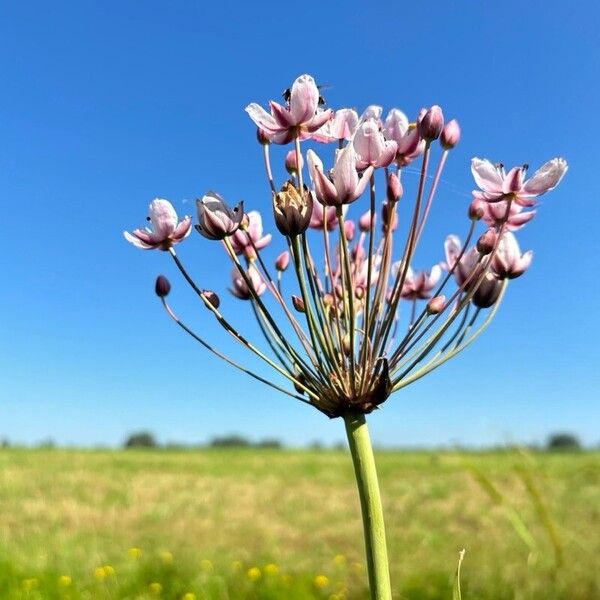 Butomus umbellatus Fleur