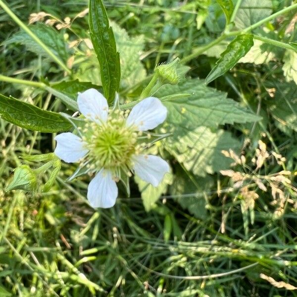 Geum laciniatum Flower