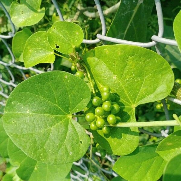 Tinospora crispa Folha