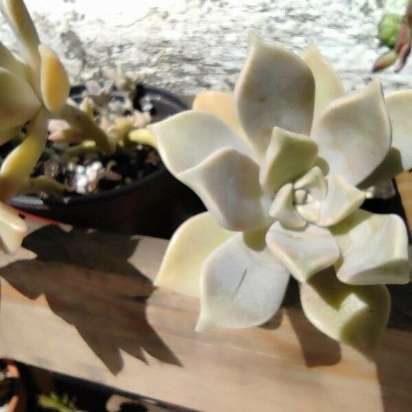 Graptopetalum paraguayense Листок