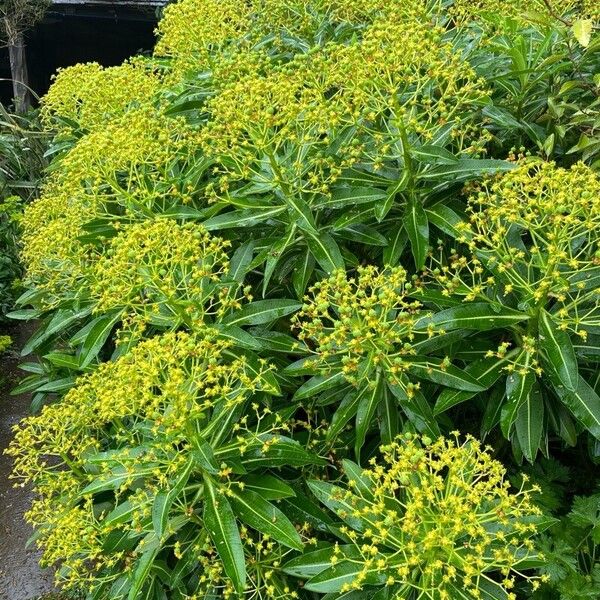 Euphorbia mellifera Žiedas