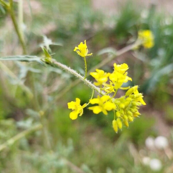 Sisymbrium loeselii ফুল