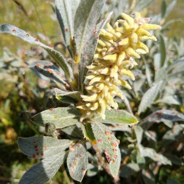 Salix glauca Plod