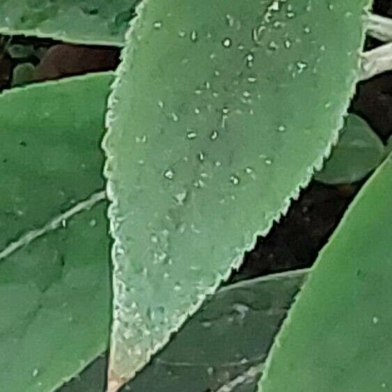 Kohleria spicata برگ