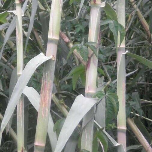 Arundo donax Coajă