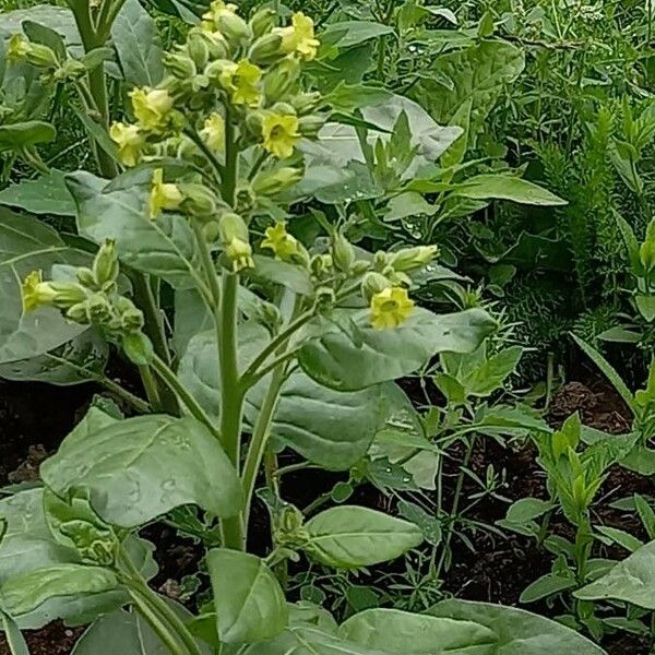 Nicotiana rustica Blomst