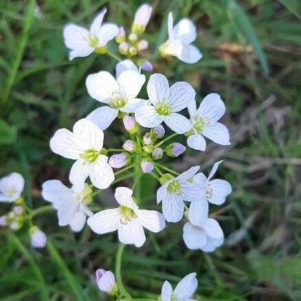 Cardamine pratensis Flower