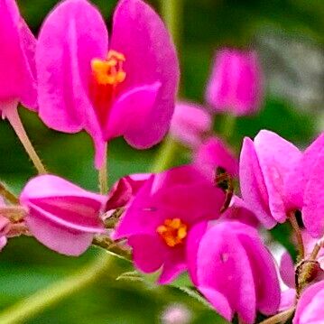 Antigonon leptopus Bloem