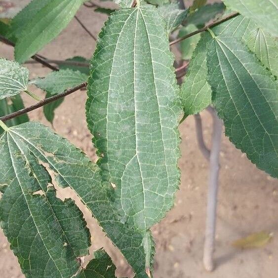 Afromorus mesozygia Leaf