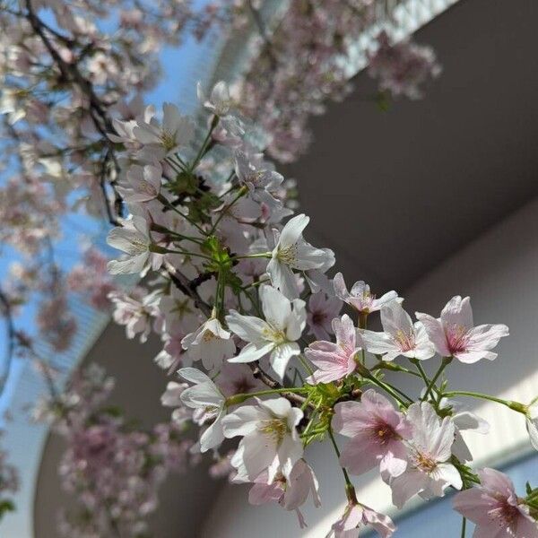 Prunus × yedoensis Flower