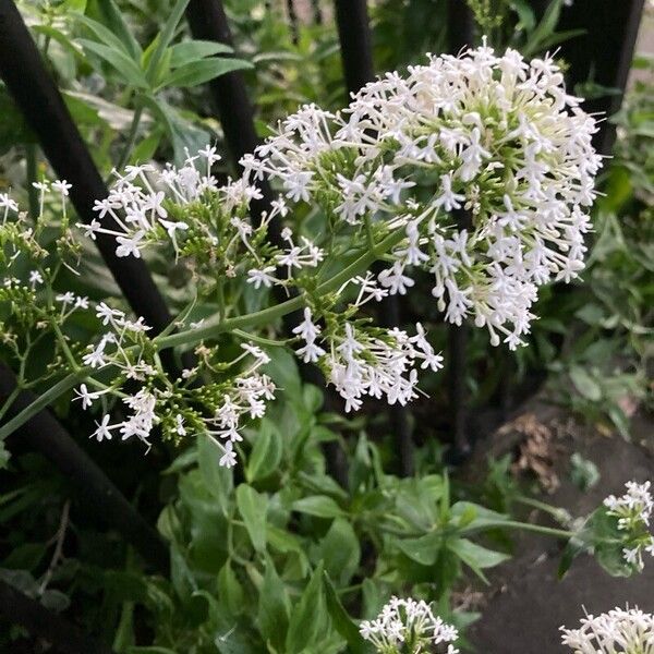 Valeriana lecoqii Flower