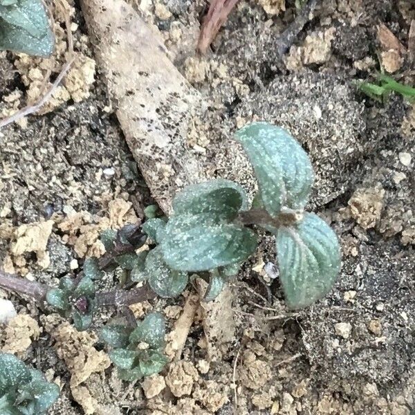 Pycnanthemum muticum Leaf