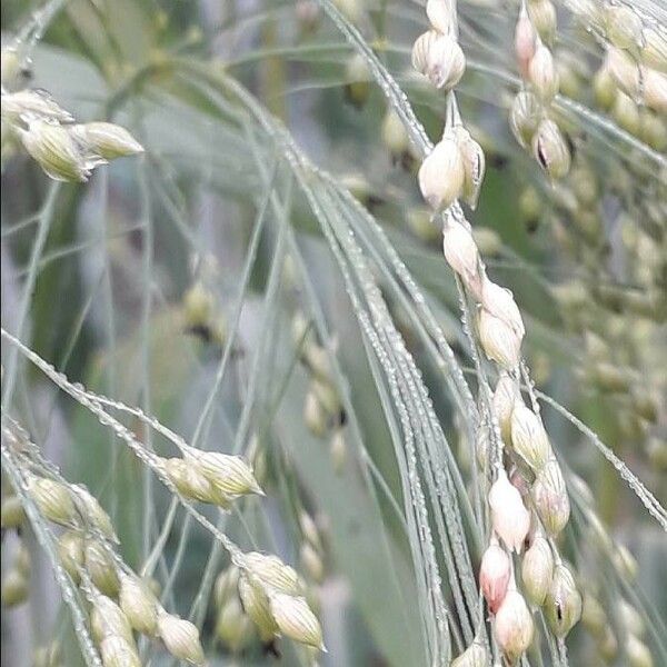 Panicum miliaceum Fruit