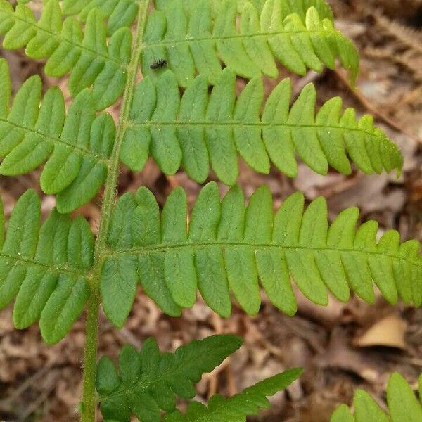 Pteridium aquilinum Lehti