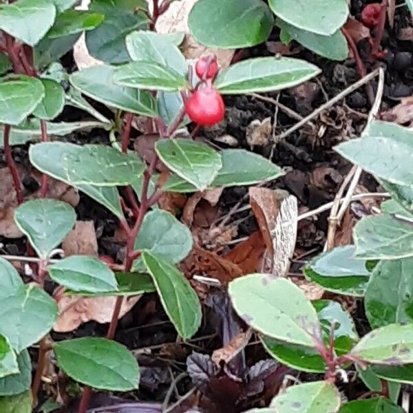 Gaultheria procumbens 果実