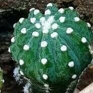 Astrophytum asterias Ліст