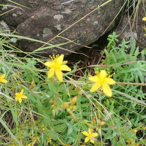 Hypericum annulatum 花