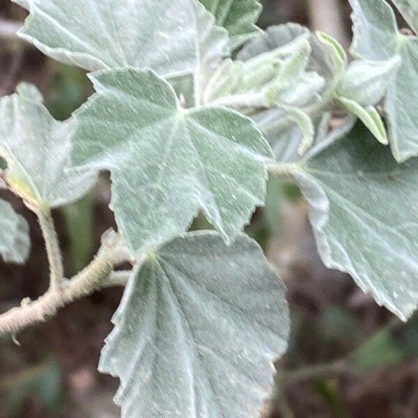 Malva subovata Leaf