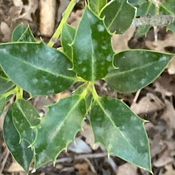 Osmanthus heterophyllus ᱥᱟᱠᱟᱢ