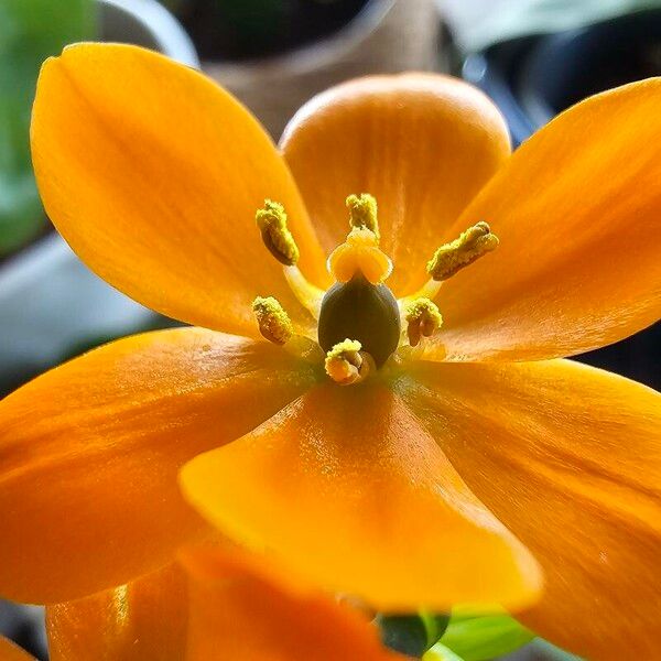 Ornithogalum dubium Flor