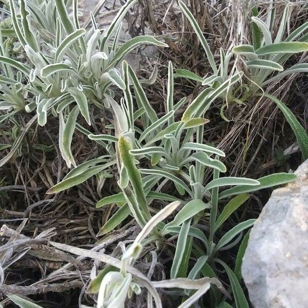 Phlomis lychnitis Folla