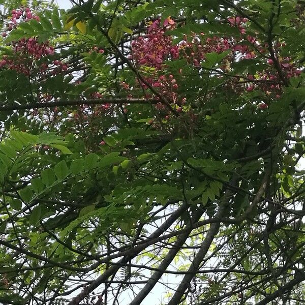 Cassia javanica Plante entière