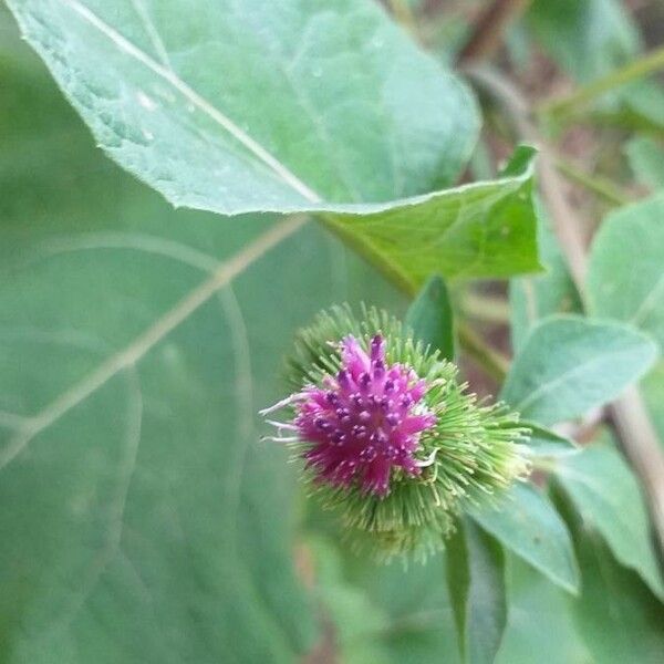 Arctium minus പുഷ്പം