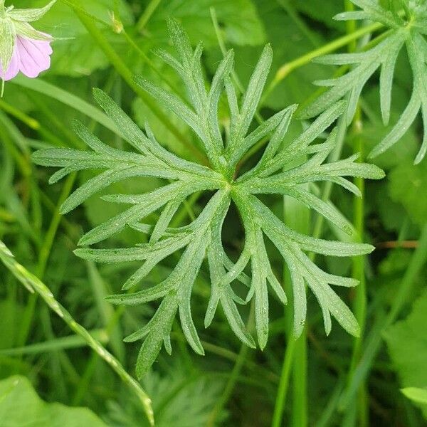 Geranium columbinum Blad