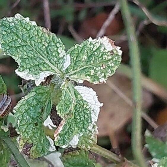 Mentha × rotundifolia Blatt