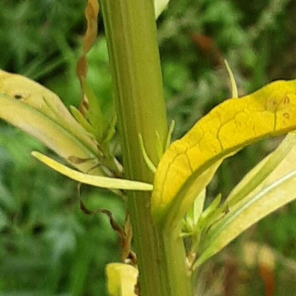 Reseda luteola Coajă