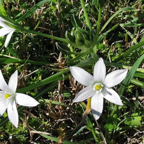 Ornithogalum orthophyllum Cvet