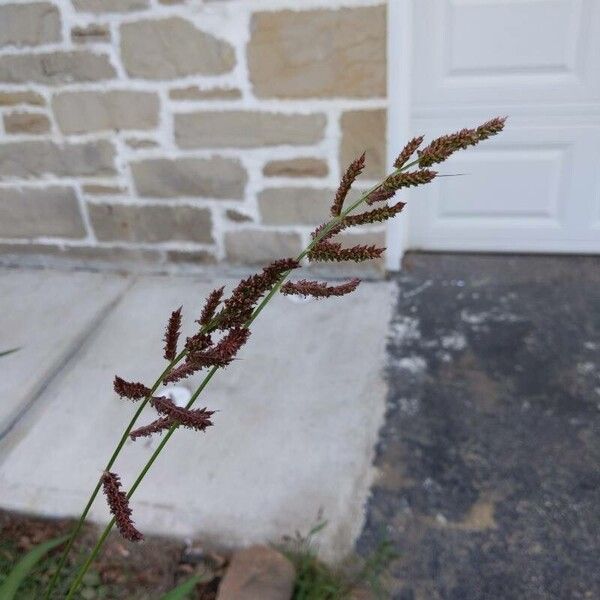 Echinochloa muricata 果