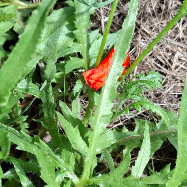 Papaver rhoeas पत्ता