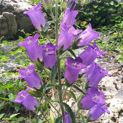 Campanula speciosa Flower