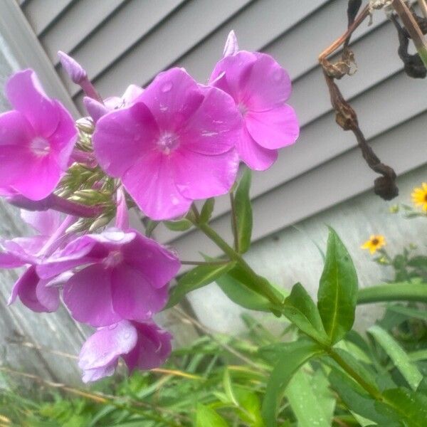 Phlox maculata Cvet