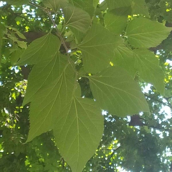 Celtis occidentalis Leaf