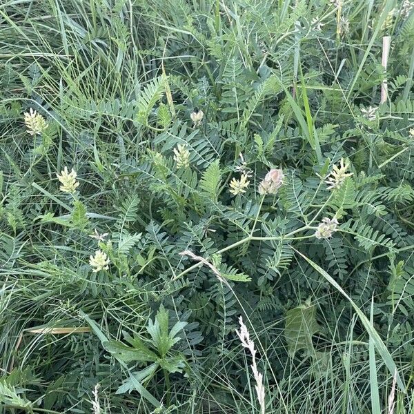 Astragalus cicer Habitat