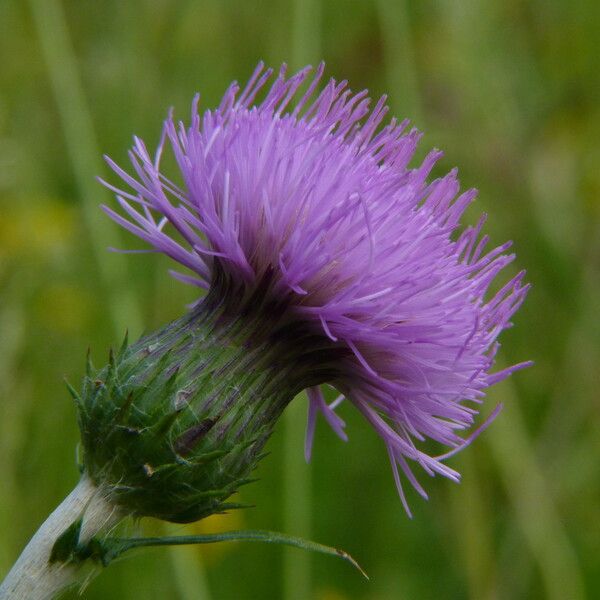 Cirsium filipendulum Květ