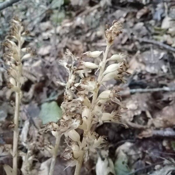 Neottia nidus-avis Blüte