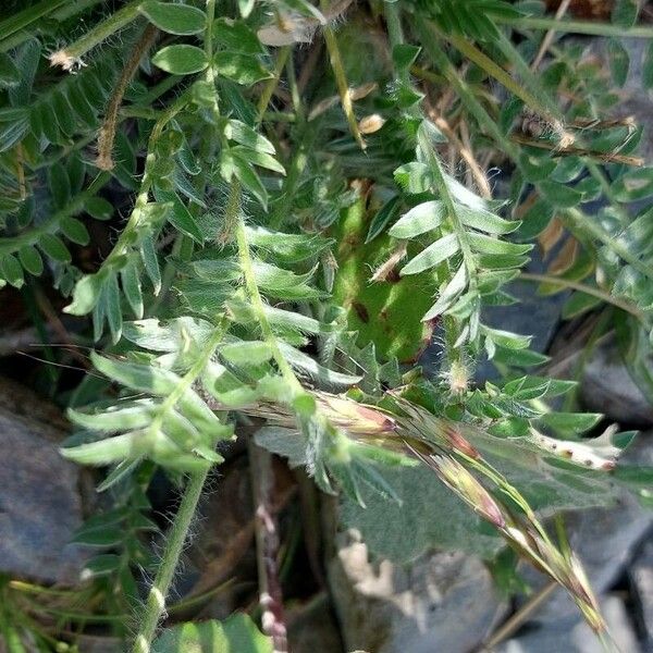 Oxytropis lambertii Ліст